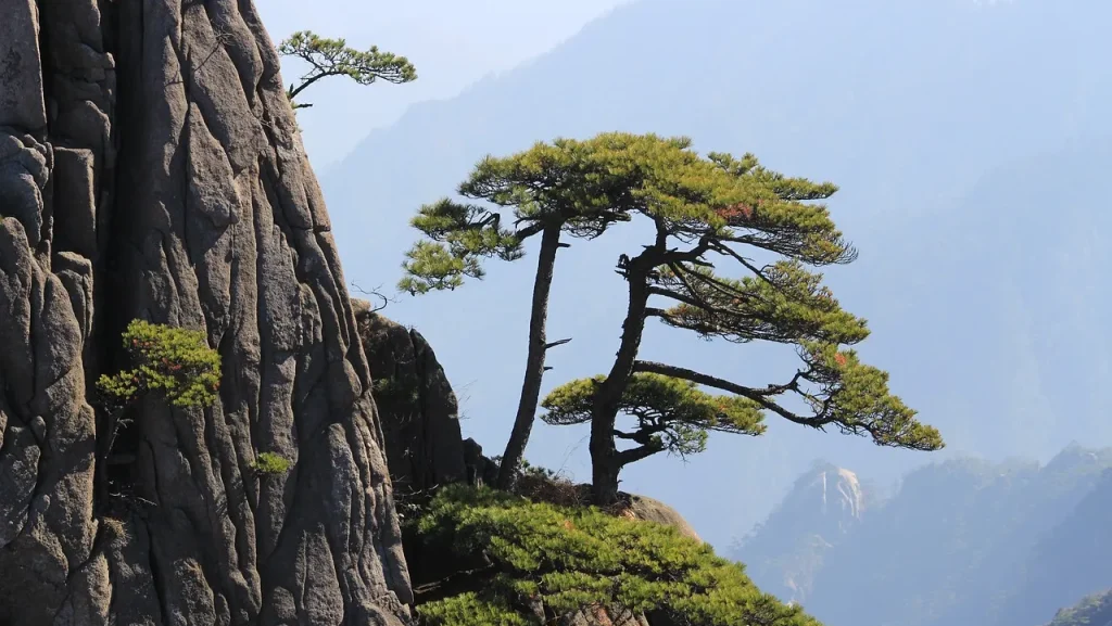 岩の上にある単独の松の木が山の背景に対して際立っている風景。